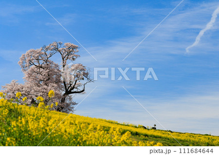 菜の花と大桜（横写真） 111684644