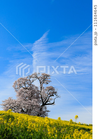 菜の花と大桜（縦写真） 111684645