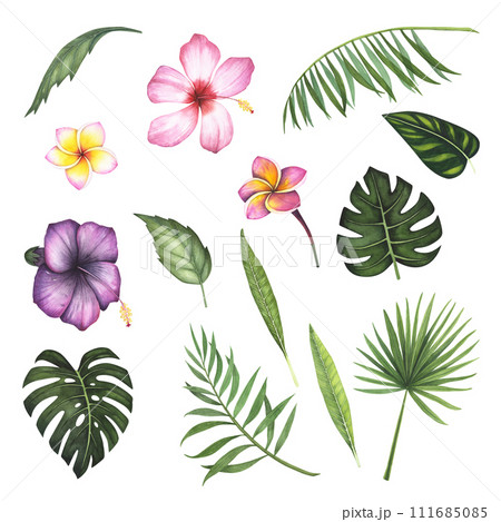 Set tropic leaf Monstera and flowers hibiscus, plumeria, palm branch watercolor isolated on white background. Watercolor hand drawn botanical illustration. Art design for packaging, template, poster 111685085