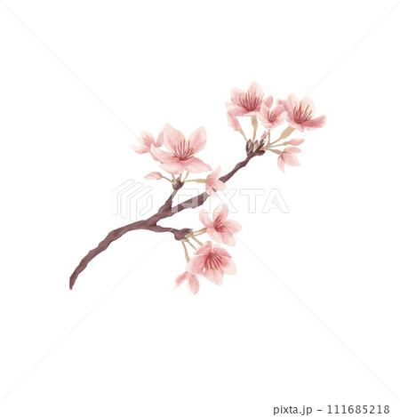 桜の花のイラスト（水彩風） 111685218