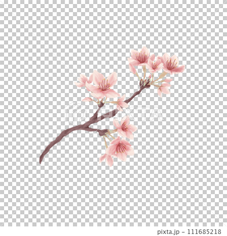 桜の花のイラスト（水彩風） 111685218