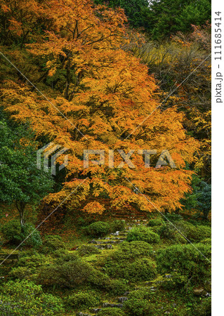 萬德寺（福井県）庭園の紅葉 111685414