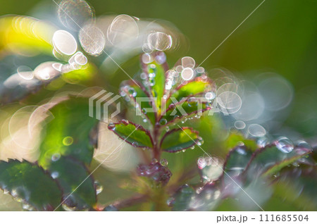 朝日に輝く水玉 朝日に輝く水玉 111685504