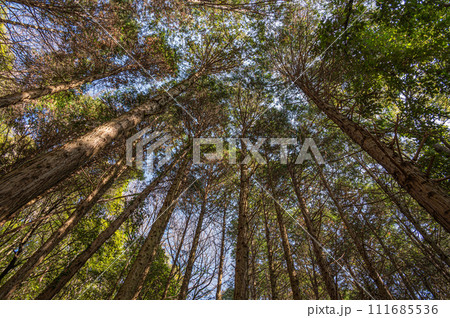 木漏れ日射す冬のヒノキ林 大阪府交野市 木漏れ日射す冬のヒノキ林 大阪府交野市 111685536