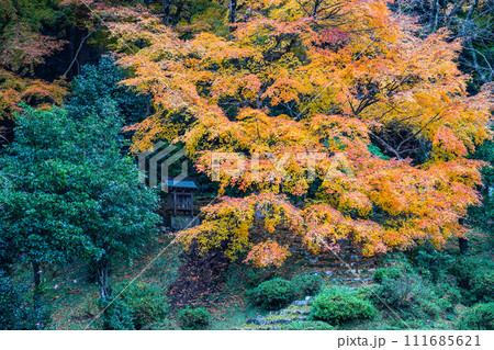 秋の萬德寺(福井県) 庭園の紅葉 秋の萬德寺(福井県) 庭園の紅葉 111685621
