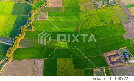 Top view of a farm rice in Thailand Top view of a farm rice in Thailand 111685726