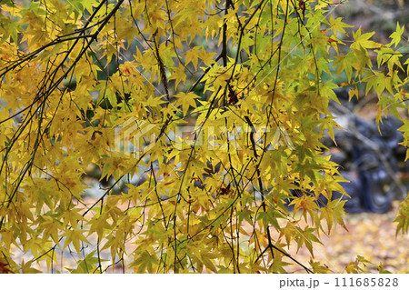 萬德寺(福井県)境内の紅葉 萬德寺(福井県)境内の紅葉 111685828