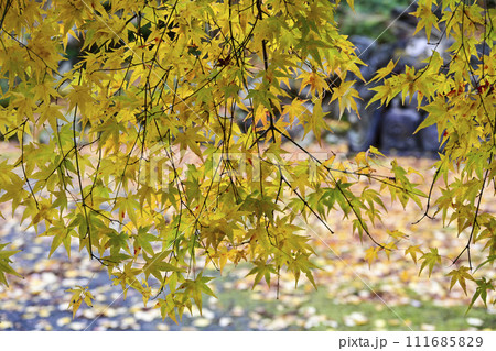 萬德寺（福井県）境内の紅葉 111685829
