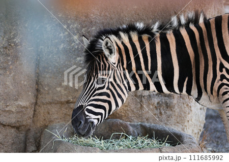 お食事中のシマウマ　 111685992