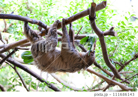 なまけていない食事中のナマケモノ 111686143