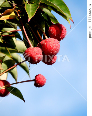 ヤマボウシの実 ヤマボウシの実 111686513