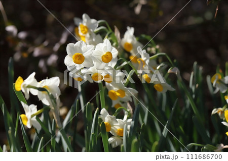 冬の庭に咲く白と黄色のフサザキスイセンの花 111686700