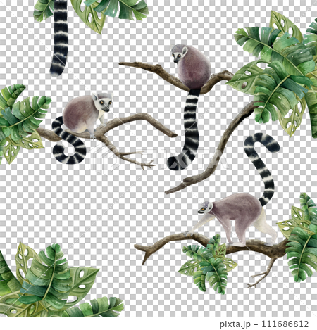 Lemurs monkeys sitting on branches with tropical leaves scene watercolor illustration isolated on white background. Rainforest Madagascar jungle animals with long tails Lemurs monkeys sitting on branches with tropical leaves scene watercolor illustration isolated on white background. Rainforest Madagascar jungle animals with long tails 111686812