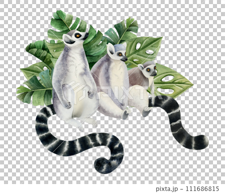 Lemurs family with long black and white tails in tropical palm leaves watercolor illustration isolated on white background. Funny Madagascar monkeys from jungle forest Lemurs family with long black and white tails in tropical palm leaves watercolor illustration isolated on white background. Funny Madagascar monkeys from jungle forest 111686815