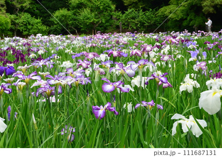 みんなが見とれてしまう花菖蒲 111687131