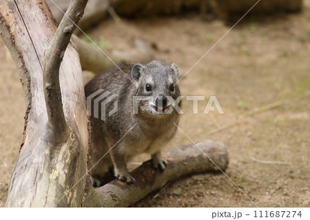 木の陰から顔を出したケープハイラックス 111687274