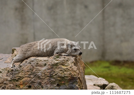 岩の上に伏せたケープハイラックス 111687275