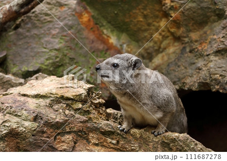 岩穴から出てきたケープハイラックス 111687278