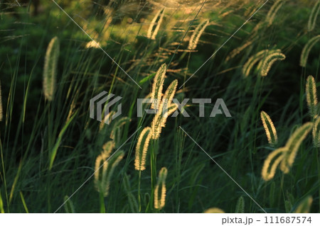 エノコログサが夕陽に垂らされている風景 エノコログサが夕陽に垂らされている風景 111687574
