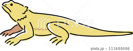手描きのフトアゴヒゲトカゲのイラスト 111688086
