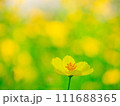 コスモス・レモンブライト2024.2.18-5 111688365