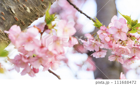 三浦半島の三浦海岸の河津桜 111688472