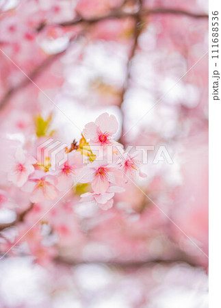 河津桜の表情 河津桜の表情 111688536