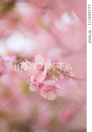 河津桜の表情 111688537