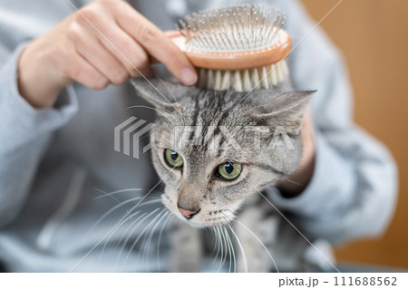 猫にブラシをかける　サバトラ猫 111688562