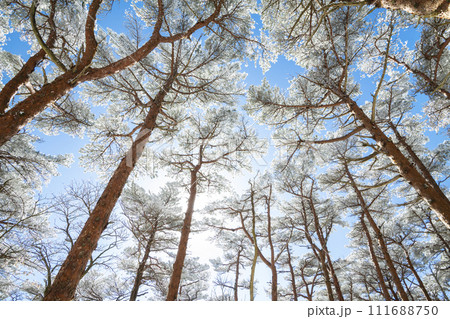 韓国岳と雪の赤松林 111688750