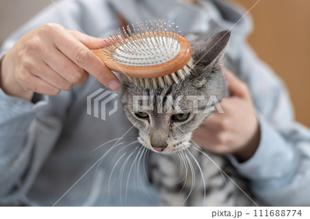 猫にブラシをかける サバトラ猫 猫にブラシをかける サバトラ猫 111688774