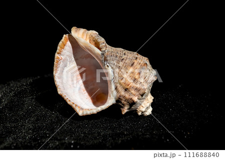 Rapana Seashell on a black sand background 111688840