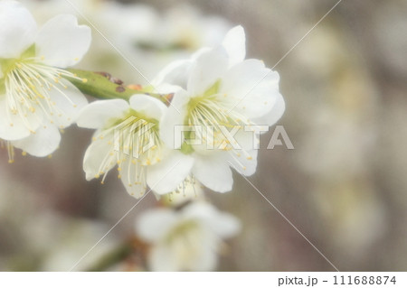 白い梅の花 白い梅の花 111688874