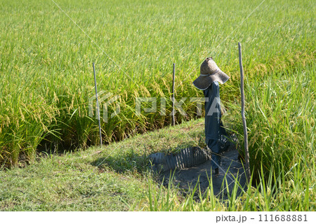 当麻寺　近郊の田園風景　奈良県葛城市 111688881