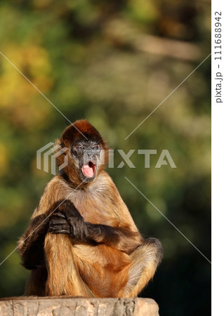 座って口を開けたジェフロイクモザル 111688942