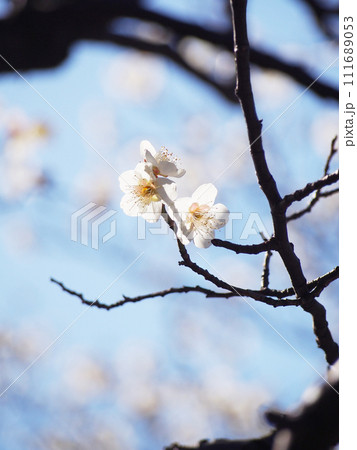 青空に映える白梅 111689053