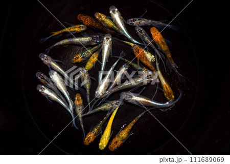 ラメ ミックスメダカ(改良メダカ) ラメ ミックスメダカ(改良メダカ) 111689069