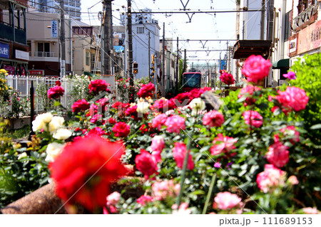 バラの咲く駅へ入線する都電荒川線 111689153