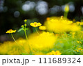 黄色のコスモス 111689324