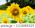向日葵 111689325