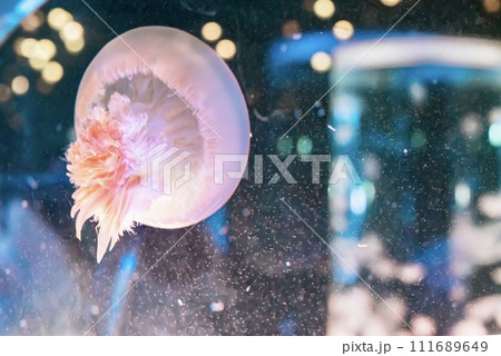 幻想的なクラゲ 111689649