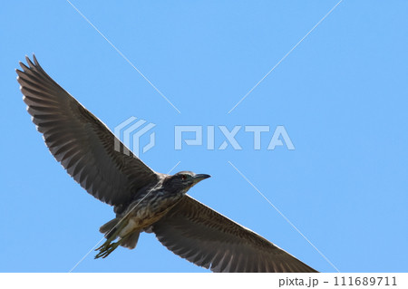 青空バックに飛翔するゴイサギ幼鳥 青空バックに飛翔するゴイサギ幼鳥 111689711