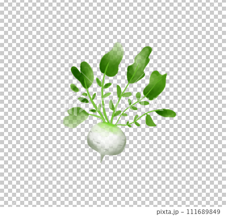 蔬菜蘿蔔水彩 111689849