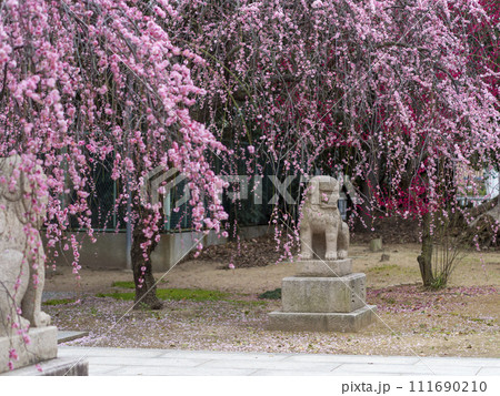枝垂れ梅と神社の狛犬 111690210