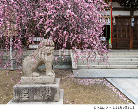 枝垂れ梅と神社の狛犬 枝垂れ梅と神社の狛犬 111690211