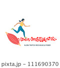 Slow twitch red muscle fiber type illustration 111690370
