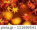 アップの紅葉 111690541