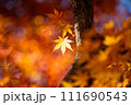 光に照らされた紅葉 111690543