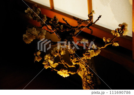 盆栽 梅の花 二 111690786