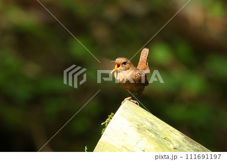 ミソサザイ　渓流沿い　山間部　ソングポストでさえずる 111691197